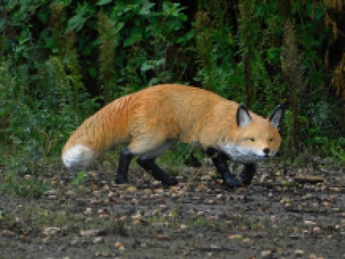 Statue stealthy fox - polystone - detailed