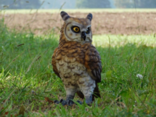 Owl - polystone - detailed