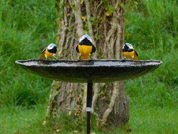 Vogelbad met 3 Gele Vogeltjes  - Tuinsteker - Metaal
