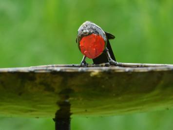 One-off: Bird feeder - bath - 3 Birds Red Black - Handmade