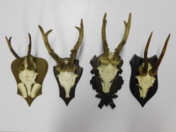 Vintage Deer, Roe Deer, and Buck Antlers and Skulls on Wooden Shield Plaque – 1970s