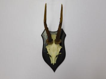 Vintage Deer, Roe Deer, and Buck Antlers and Skulls on Wooden Shield Plaque – 1970s