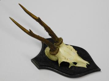Vintage Deer, Roe Deer, and Buck Antlers and Skulls on Wooden Shield Plaque – 1970s