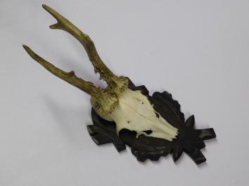 Vintage Deer, Roe Deer, and Buck Antlers and Skulls on Wooden Shield Plaque – 1970s
