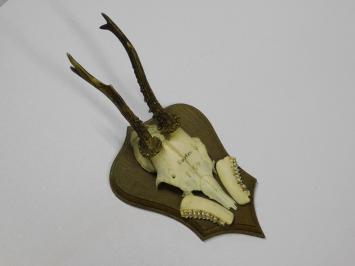 Vintage Deer, Roe Deer, and Buck Antlers and Skulls on Wooden Shield Plaque – 1970s