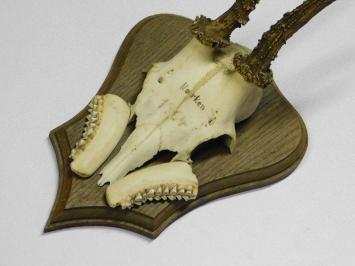 Vintage Deer, Roe Deer, and Buck Antlers and Skulls on Wooden Shield Plaque – 1970s