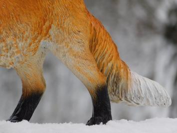 Fuchs - Polystone - Vollfarbe - Detailliert